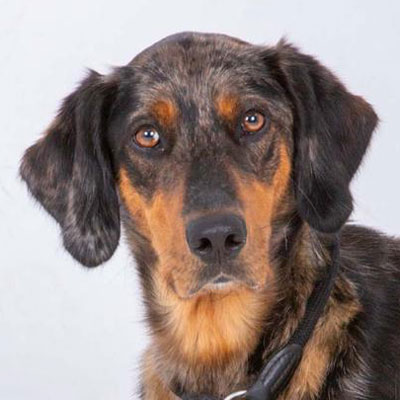 Hund Pagma