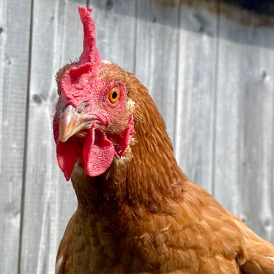 Huhn Ringel