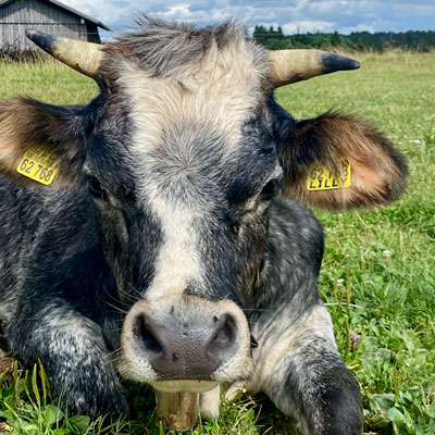 Kalb Lilli