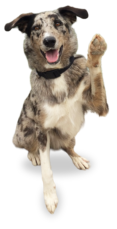 Hund hebt die Pfote
