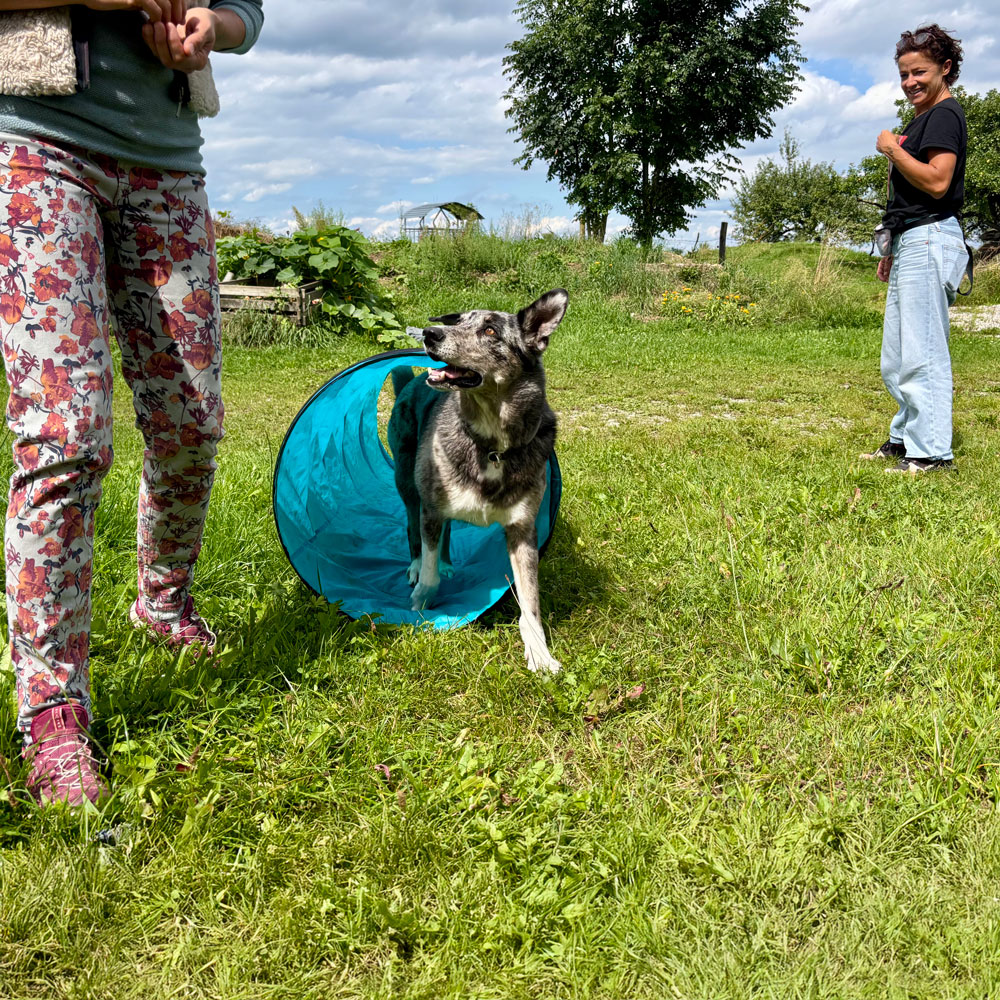 Frau mit Hunden beim Spielen